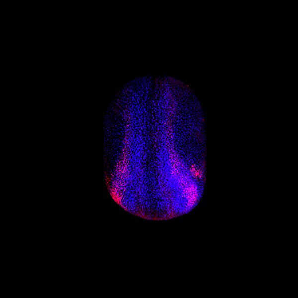 Immunofluorescence image of a Xenopus embryo labeled with DSHB antibody DA1D1 against Transcription factor Sox-9 (red). Image Credit: Dominique Alfandari, U Mass, Amherst.